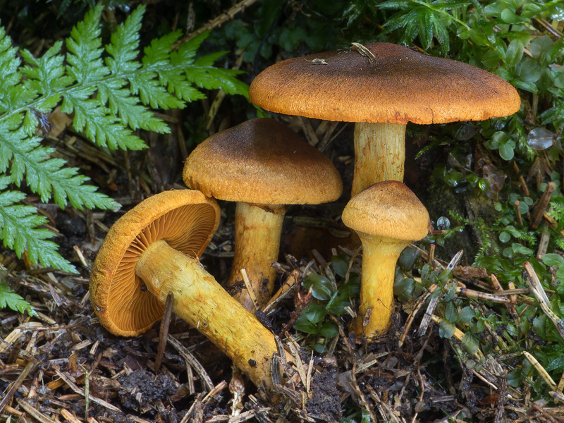 Cortinarius malicorius